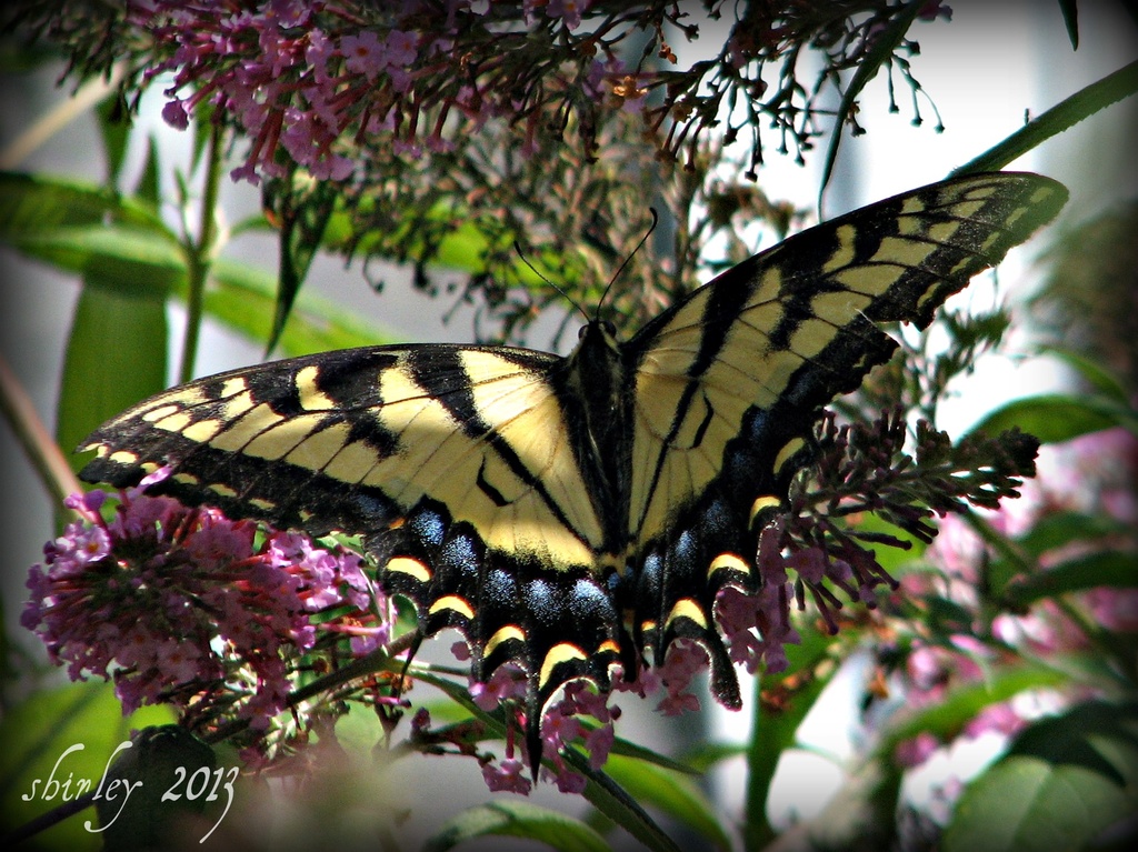 swallowtail..... by mjmaven