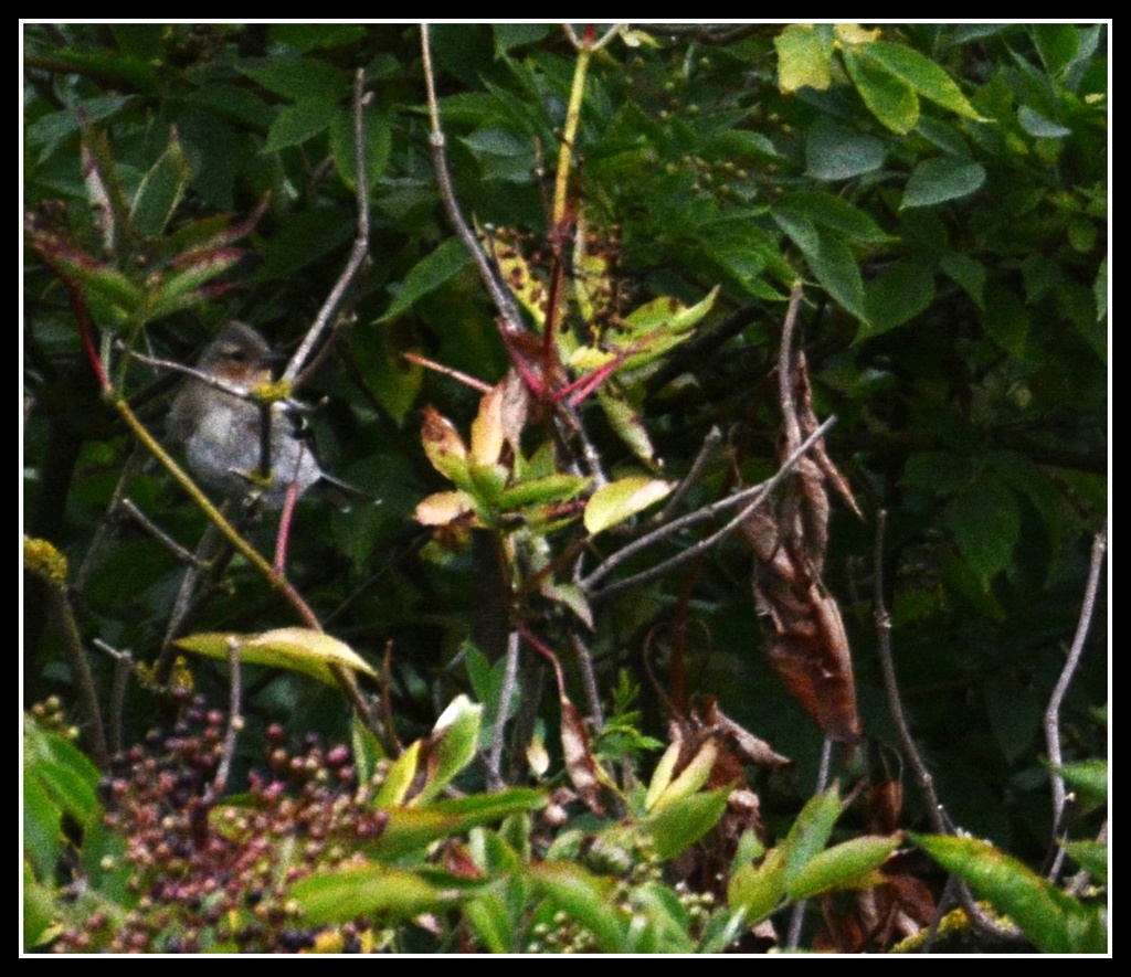 Birdie in the hedgerow by rosiekind