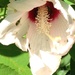 crimson-eye rose mallow by wiesnerbeth