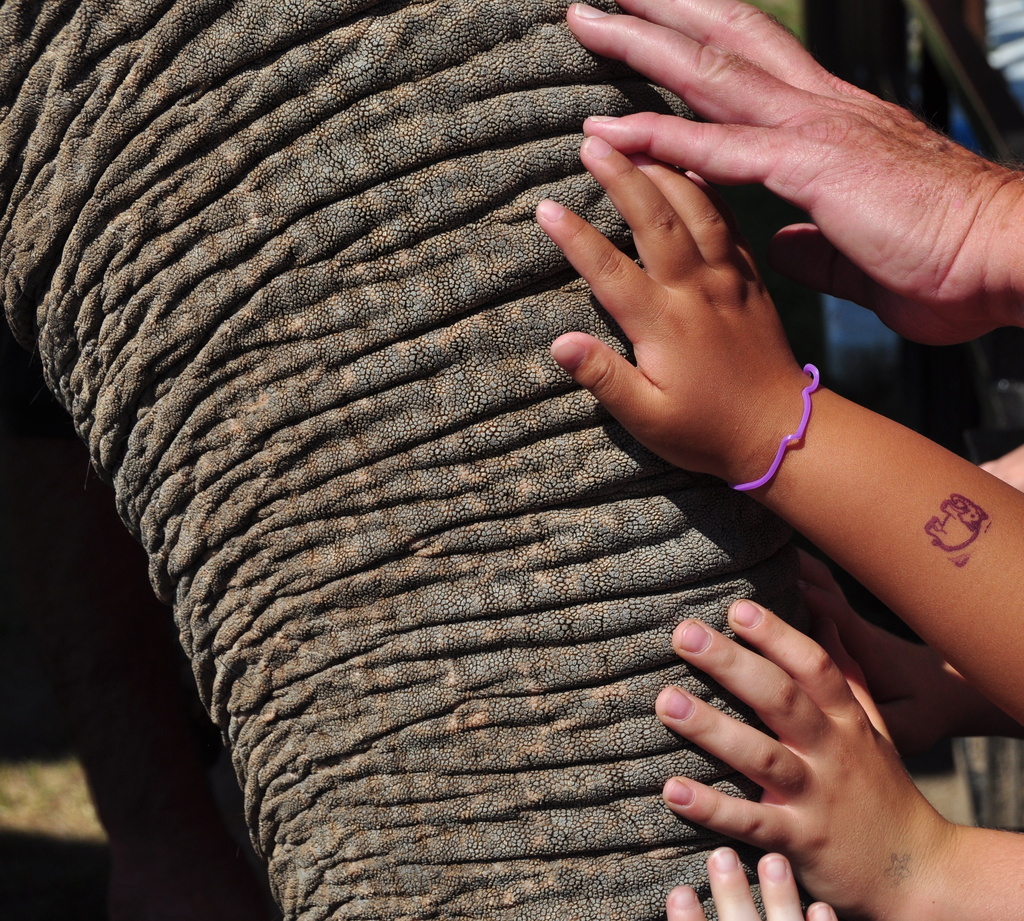 What does elephant skin feel like?? by jayberg