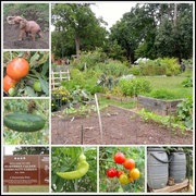 18th Aug 2013 - A Community Garden