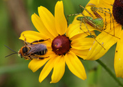 17th Aug 2013 - Bee careful!