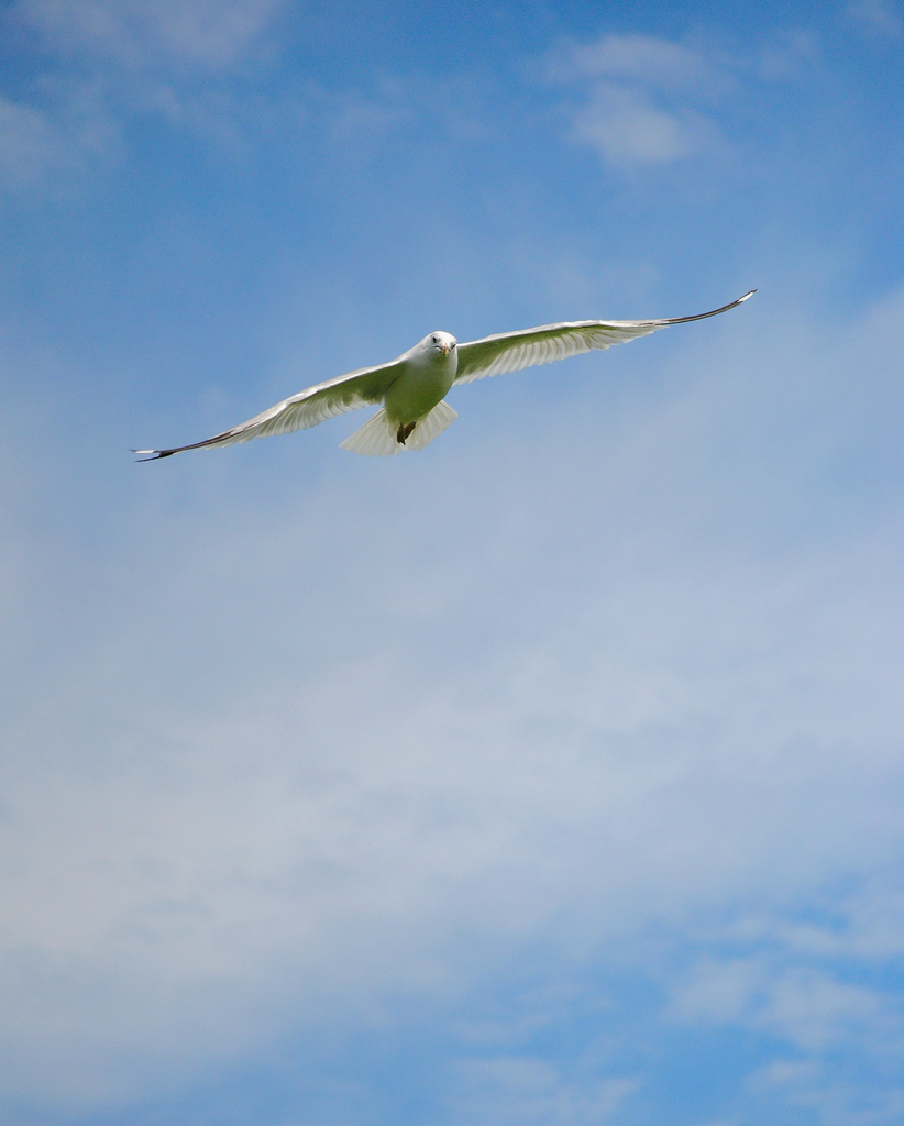 The Gull by alophoto