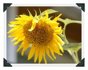 18th Aug 2013 - Sunflower