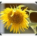 Sunflower by jamibann