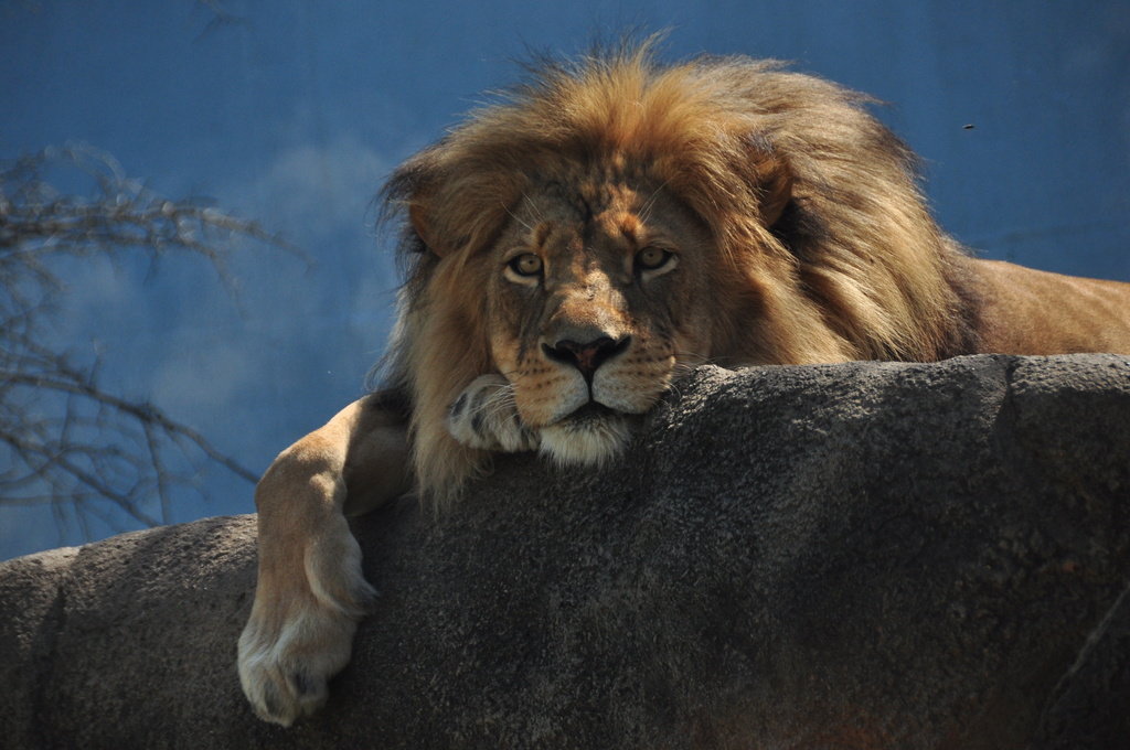 A King  relaxing by jayberg