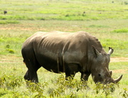 26th Jul 2013 - White Rhino-Lake Nakura Game Reserve