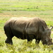 White Rhino-Lake Nakura Game Reserve by padlock