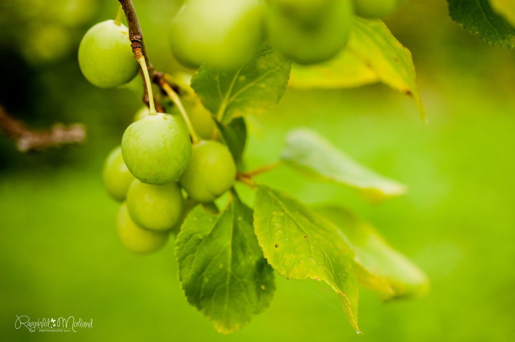 Plums by ragnhildmorland