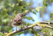 18th Aug 2013 - Juvenile