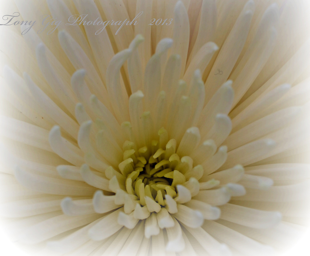 Chrysanthemum by tonygig