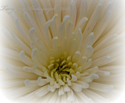 18th Aug 2013 - Chrysanthemum