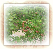 13th Aug 2013 - pitmedden apples