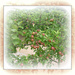 pitmedden apples by sarah19