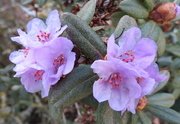 18th Aug 2013 - Rhododendron hippophaeoides