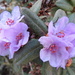 Rhododendron hippophaeoides by kiwiflora