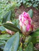 19th Aug 2013 - Rhododendron 'Christmas Cheer'
