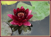 18th Aug 2013 - Water lily 