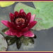 Water lily  by busylady