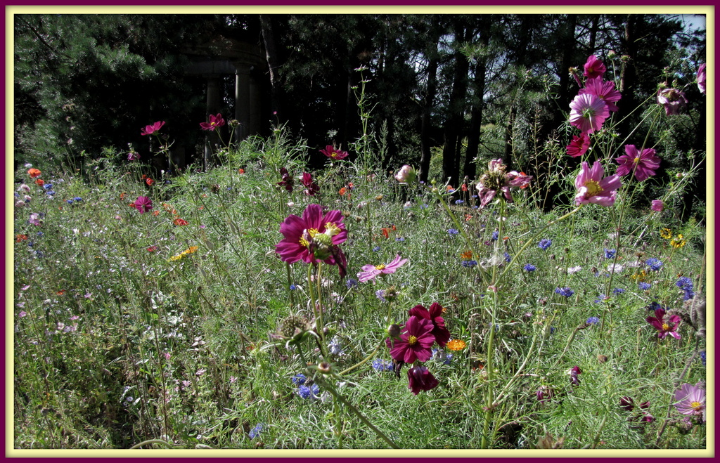Wild flowers at Capel Manor by busylady