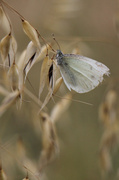 17th Aug 2013 - Cabbage White.