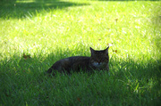 17th Aug 2013 - In the shade