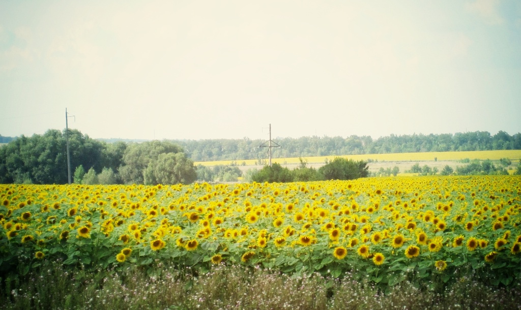 sunflower fields by inspirare