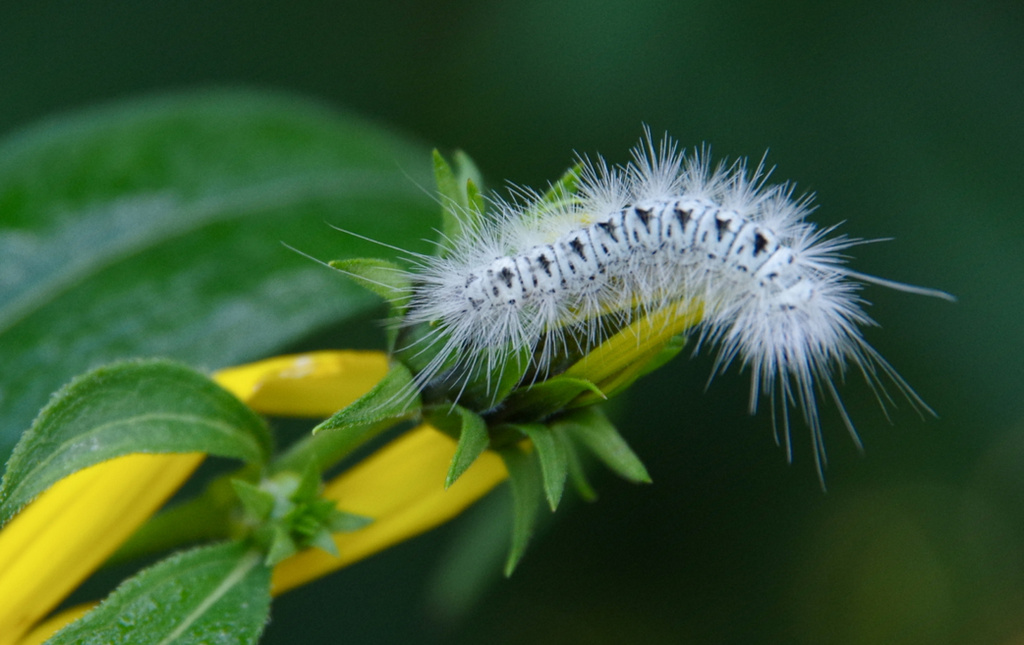 Caterpillar on Flower by houser934