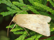 15th Aug 2013 - Macro Moth