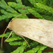 Macro Moth by rhoing