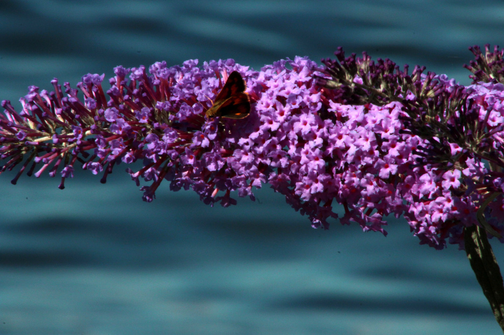 Butterfly Bush by nanderson