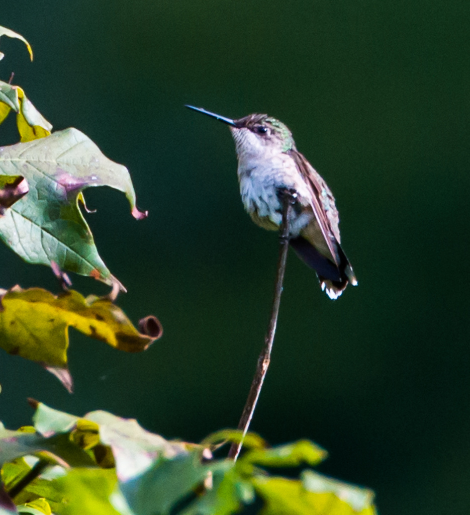 Hummingbird Resting by kathyladley