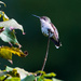 Hummingbird Resting by kathyladley