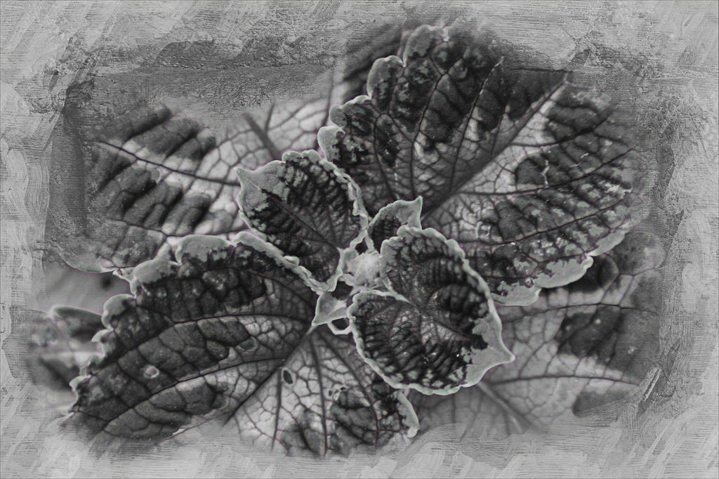 Kong Coleus In B/W by digitalrn