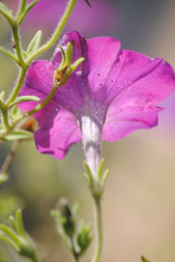 Soaking Up the Sun - Pink Ivy Petunia by genealogygenie