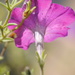 Soaking Up the Sun - Pink Ivy Petunia by genealogygenie