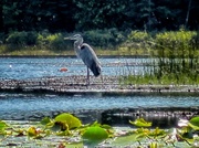 18th Aug 2013 - Elusive Blue Heron of Font Lake