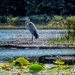 Elusive Blue Heron of Font Lake by taffy