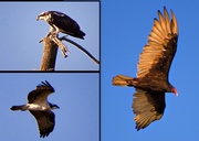 18th Aug 2013 - Beaver Island Birds Of Prey