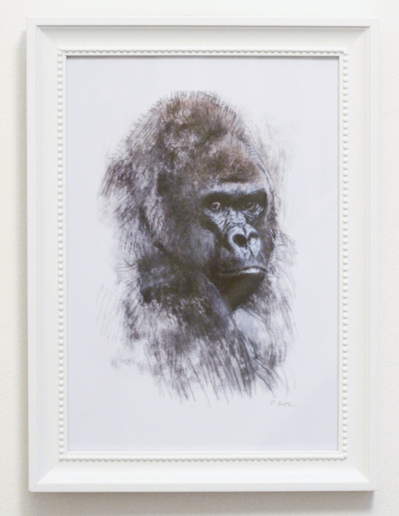 Gorilla..... by anne2013