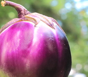 17th Aug 2013 - Eggplant and bokeh