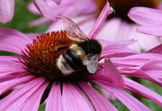 19th Aug 2013 - bee on echinacea