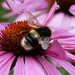 bee on echinacea by quietpurplehaze