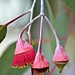 Australian Flowering Gum by teodw