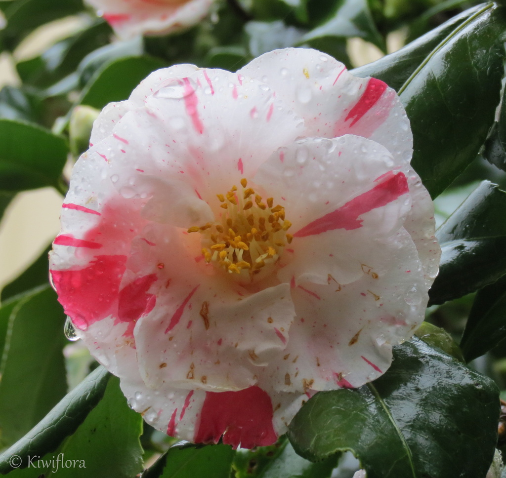 Camellia 'Dainty' by kiwiflora