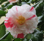 20th Aug 2013 - Camellia 'Dainty'