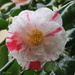 Camellia 'Dainty' by kiwiflora
