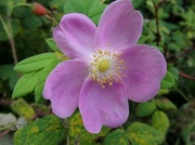 19th Aug 2013 - My Wild "Alaskan" Rose...Sweetest Flower That Grows!