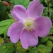 My Wild "Alaskan" Rose...Sweetest Flower That Grows! by bjywamer
