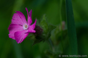 19th Aug 2013 - Red Campion